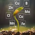 Comprehensive Analysis of Crop Micronutrient Types, Applications, and Regional Insights