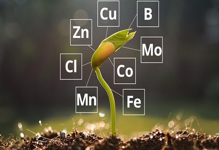 Comprehensive Analysis of Crop Micronutrient Types, Applications, and Regional Insights